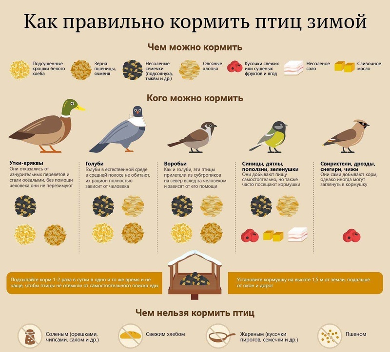 Чем можно и чем нельзя кормить птиц зимой, чтобы не навредить им