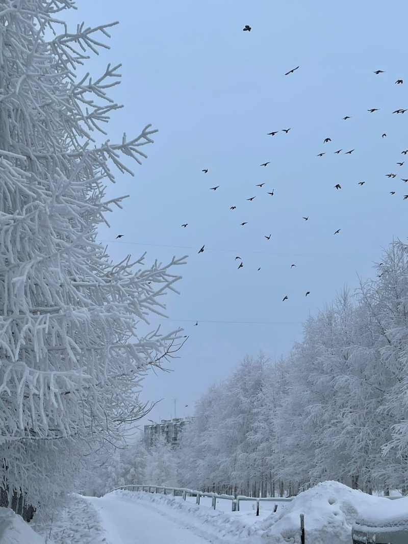 Конкурс фотографии «Сказочная зима»