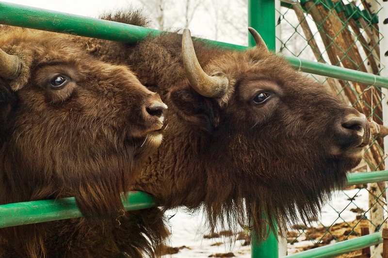 Досуг для жителей округа