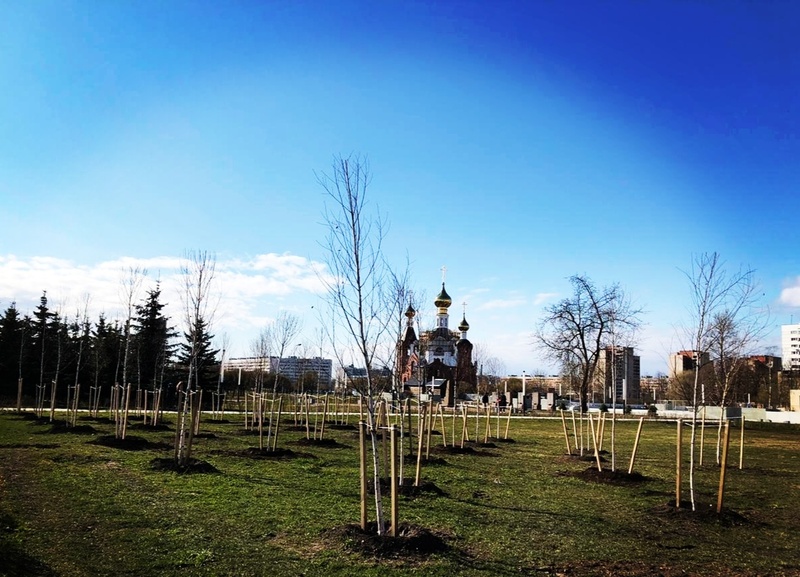 У мемориального комплекса «Рубеж» высадили 75 берёз — по числу лет, прошедших со дня Победы в Великой Отечественной войне.
